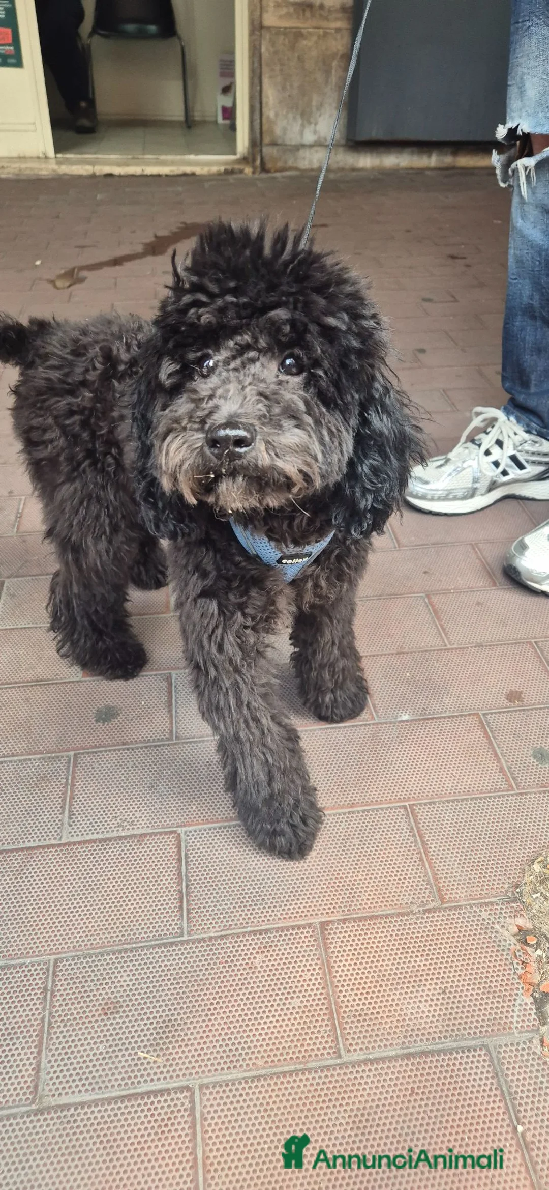 Barboncino cani in vendita: Barboncino nero.  - Annuncio 5