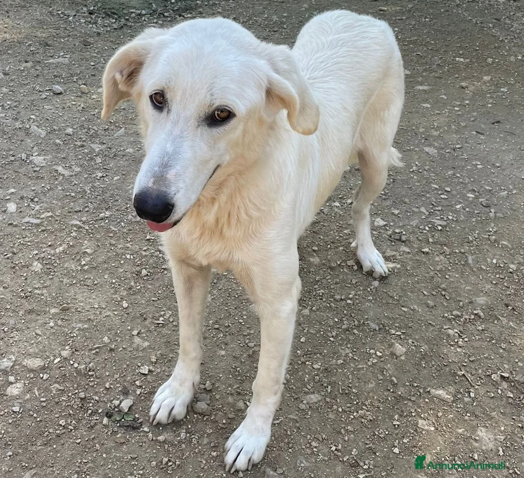 Meticcio cani in regalo: LA DOLCISSIMA ZULEYA - Annuncio 1