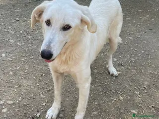 Meticcio cani LA DOLCISSIMA ZULEYA - Annuncio 31