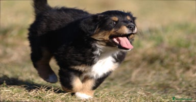 Australian Shepherd cani a Provincia di Treviso - Annuncio 14