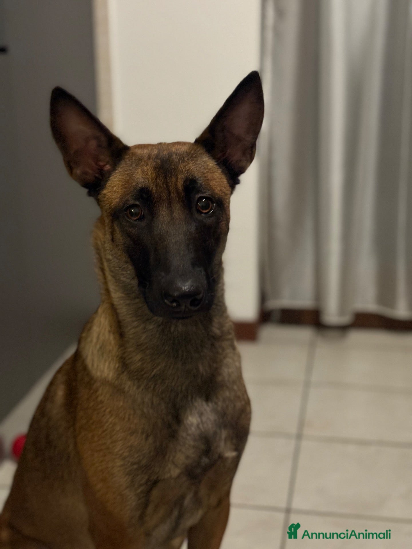 Pastore Belga cani Adozione responsabile per Laylah - Annuncio 1