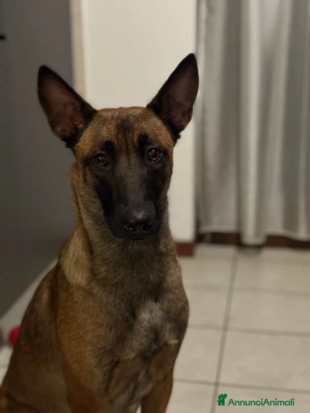 Pastore Belga cani in regalo: Adozione responsabile per Laylah a Provincia di Monza e della Brianza - Annuncio 1