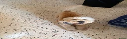 Barboncino cani in vendita: Barboncino nano  - Annuncio 4