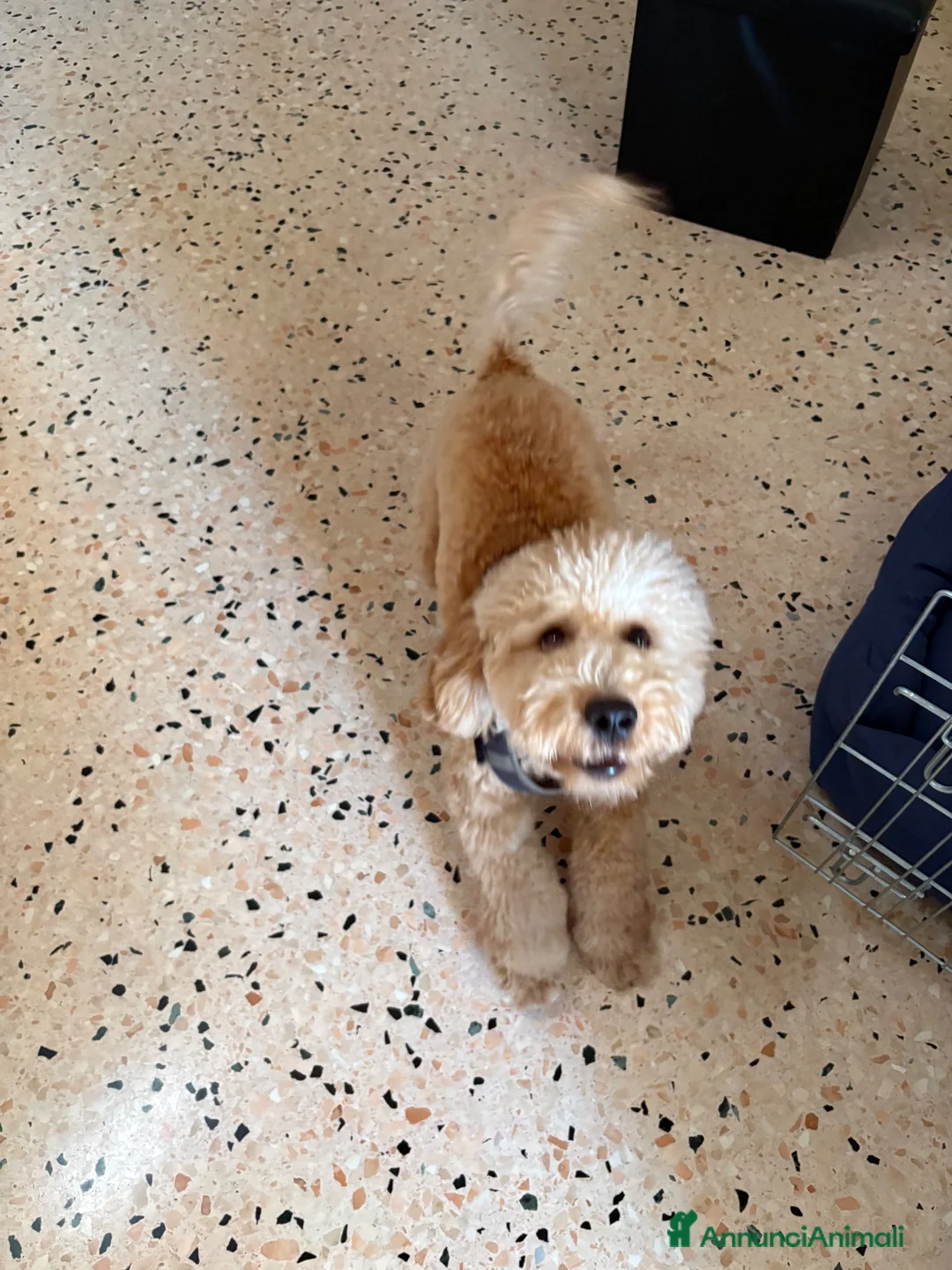 Barboncino cani in vendita: Barboncino nano  - Annuncio 4
