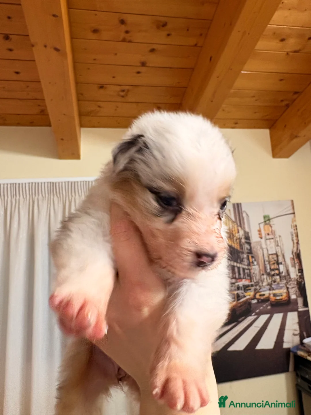 Australian Shepherd cani in vendita: Bella ultima cucciola pastore australiano  - Annuncio 5