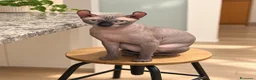 Sphynx gatti per accoppiamento: DISPONIBILE PER MONTA SPHYNX ELF MASCHIO a Città Metropolitana di Bologna - Annuncio 2