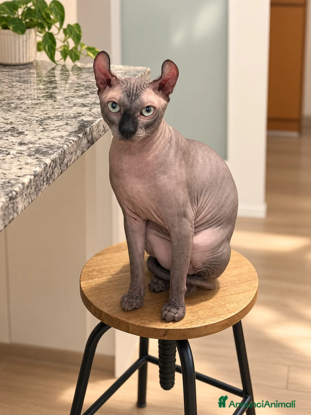 Sphynx gatti per accoppiamento: DISPONIBILE PER MONTA SPHYNX ELF MASCHIO a Città Metropolitana di Bologna - Annuncio 2