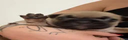 Bulldog Francese cani in vendita: Cuccioli bulldog francese  a Provincia di Latina - Annuncio 11