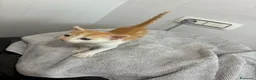 Meticcio gatti in regalo: Regaliamo due gattini - Annuncio 3