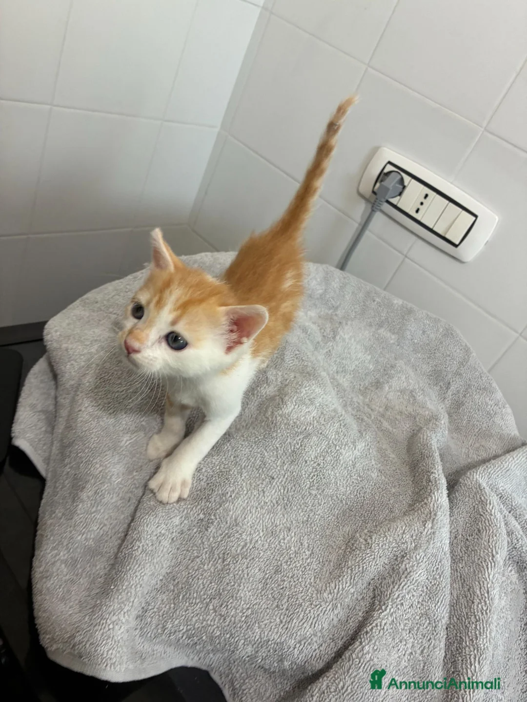Meticcio gatti in regalo: Regaliamo due gattini - Annuncio 3