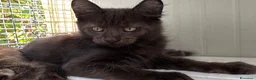 Maine Coon gatti in vendita: Maschietto nero di maine coon (Black Velvet) - Annuncio 4