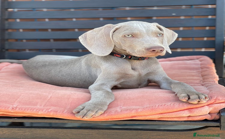 Weimaraner cani a Provincia di Verona - Annuncio 1