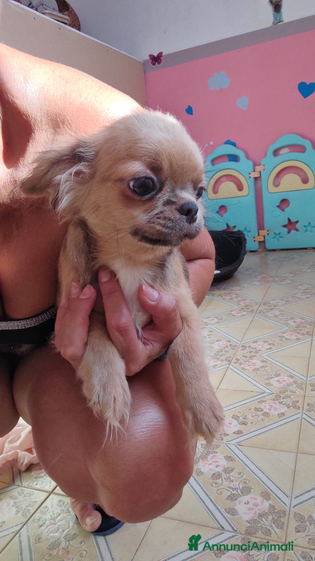 Chihuahua cani in vendita: Chihuahua a Provincia di Ferrara - Immagine 3
