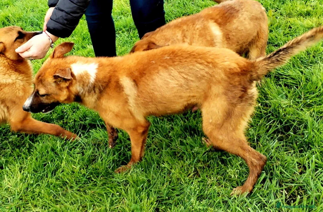 Meticcio cani in regalo: Van mini pastorello non può crescere in cani a Provincia di Latina - Annuncio 4