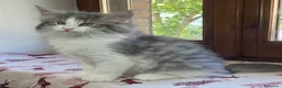 Norvegese gatti in vendita: Gattino Norvegese delle foreste blue a Provincia di Parma - Annuncio 3