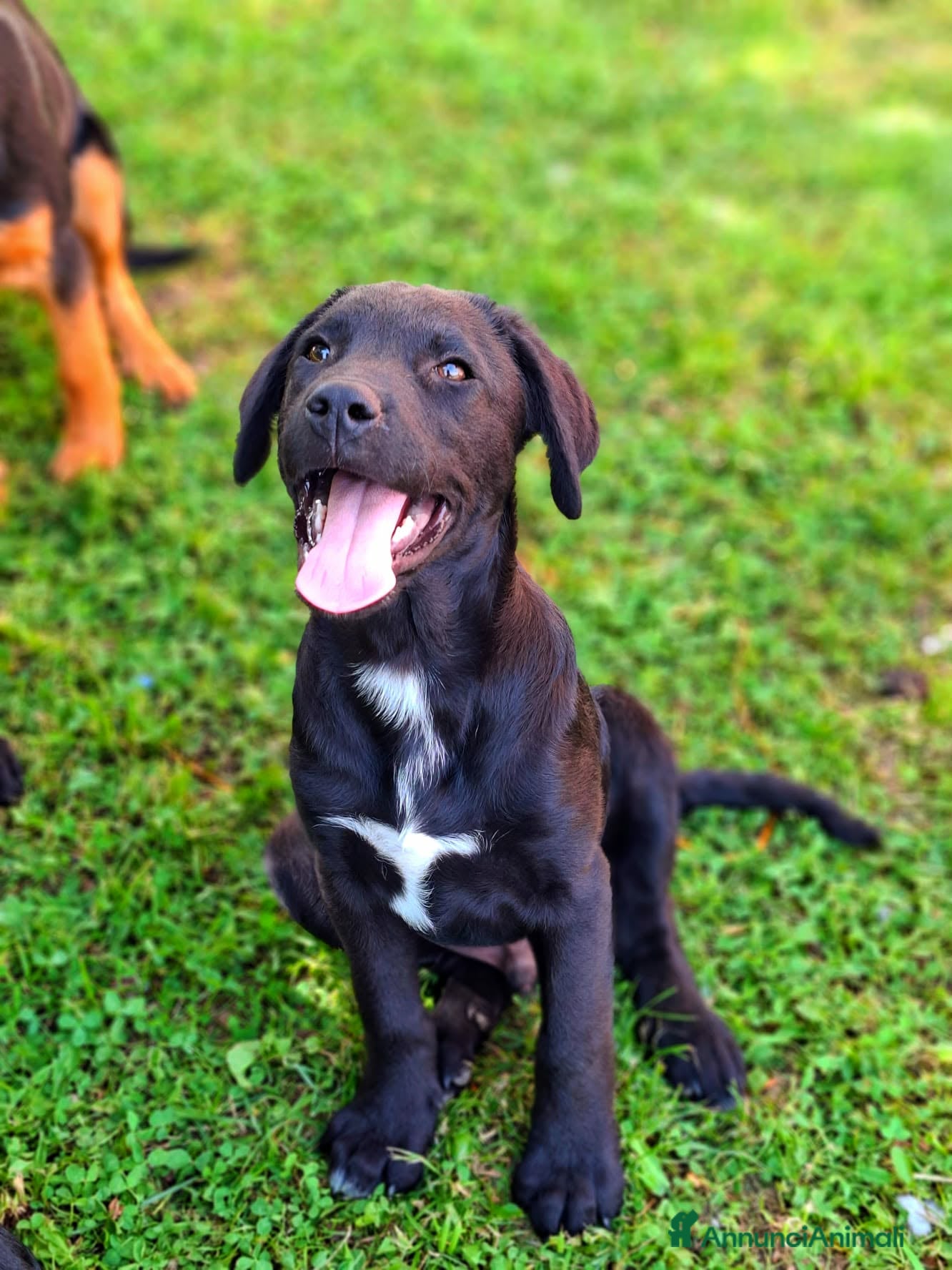 Meticcio cani in regalo: 8 CUCCIOLI CERCANO AMORE! Tg media, dolcissimi! - Annuncio 3
