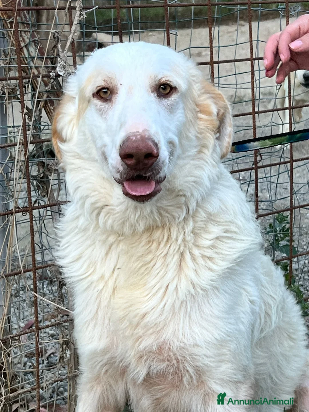 Meticcio cani in regalo: Cracco molto affettuoso - Annuncio 3