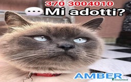 Siamese gatti in regalo: AMBER a Città metropolitana di Roma Capitale - Immagine 8