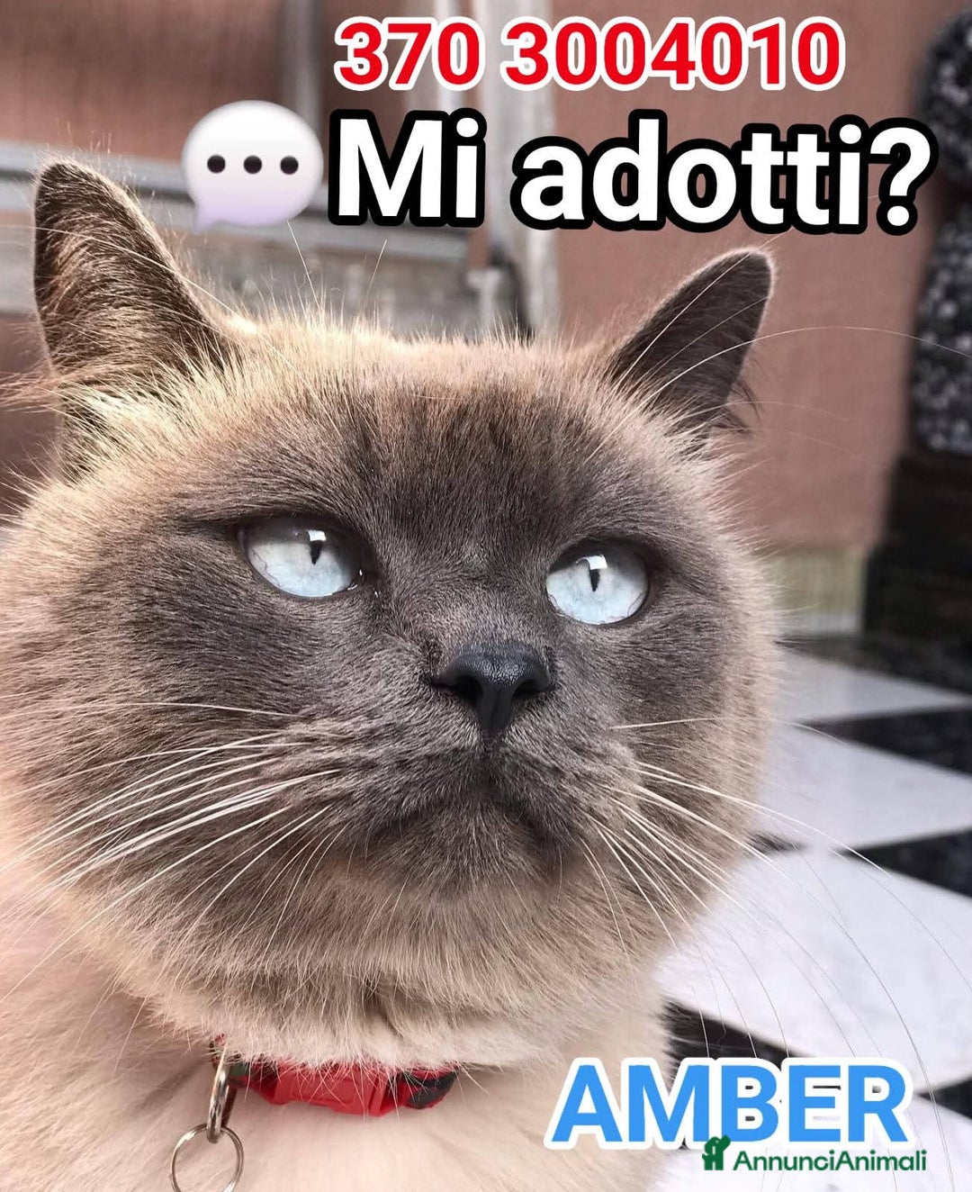 Siamese gatti in regalo: AMBER a Città metropolitana di Roma Capitale - Immagine 8