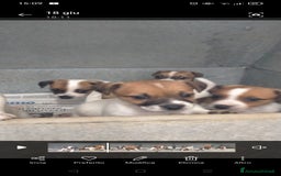 Jack Russell cani in vendita: jack Russell  a Provincia di Pescara - Immagine 2