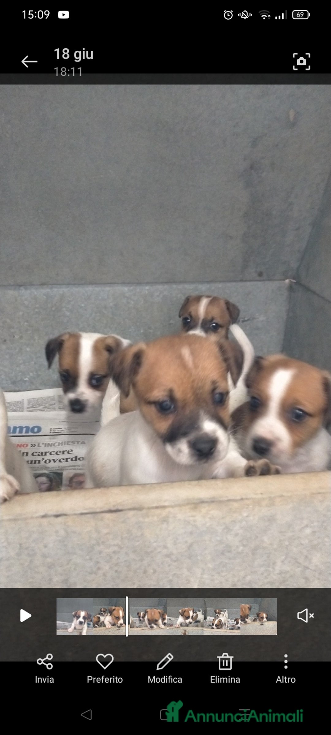 Jack Russell cani in vendita: jack Russell  a Provincia di Pescara - Immagine 2