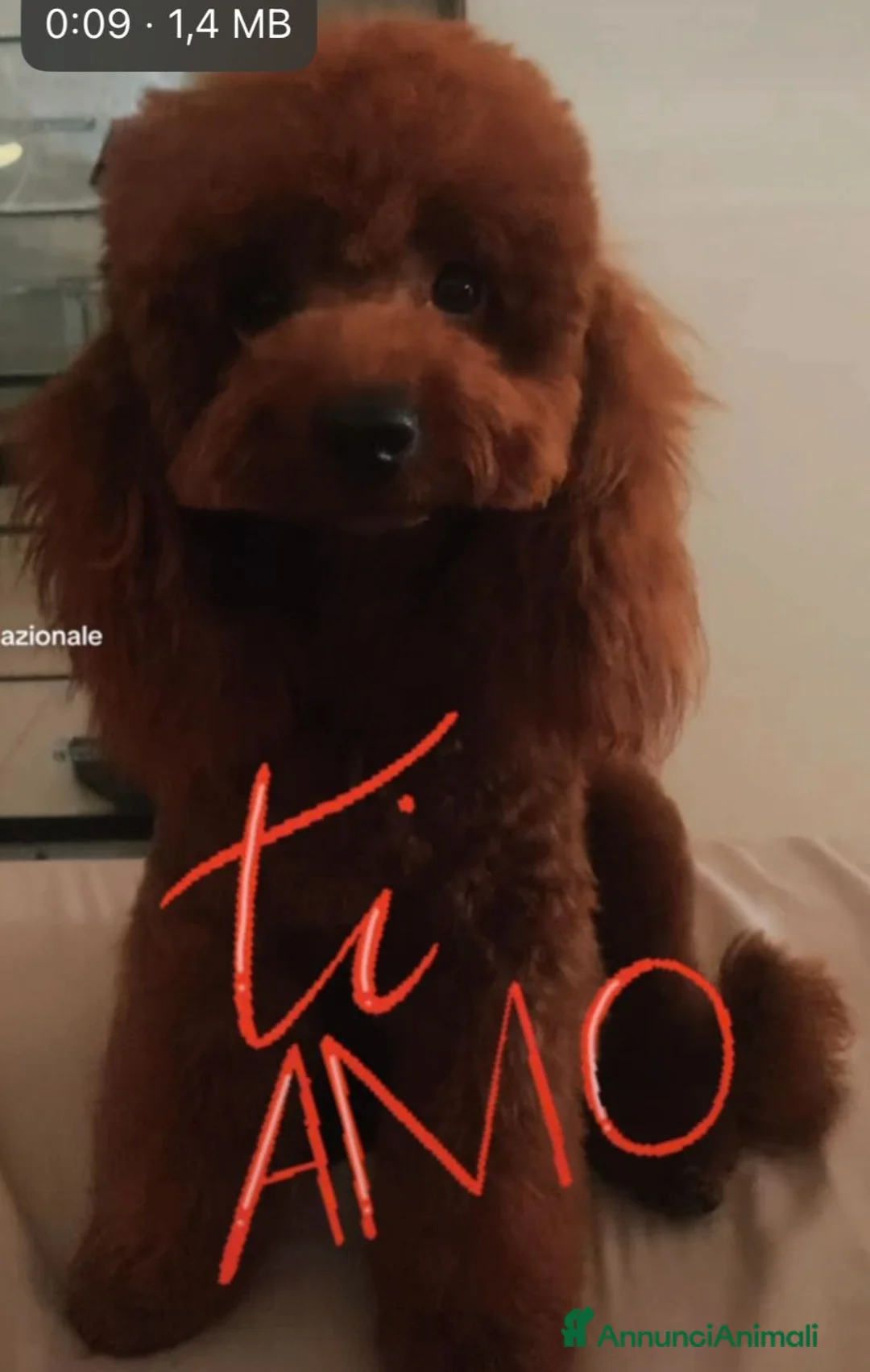 Barboncino cani in vendita: Barboncini albicocca e red - Annuncio 2