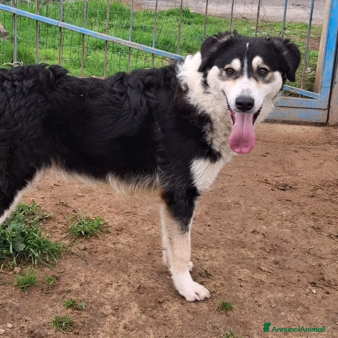Meticcio cani in regalo: BRETZEL 🩷 - cucciola rimasta sola.Chiami per lei? - Annuncio 2