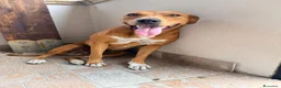 Meticcio cani in regalo:  Luna - Annuncio 4