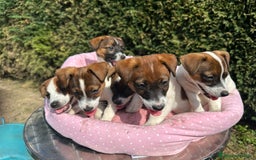 Jack Russell cani in vendita: Una splendida cucciolata a Provincia di Lodi - Immagine 9