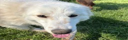 Meticcio cani in regalo: MOLLY, un raggio di sole - Annuncio 4