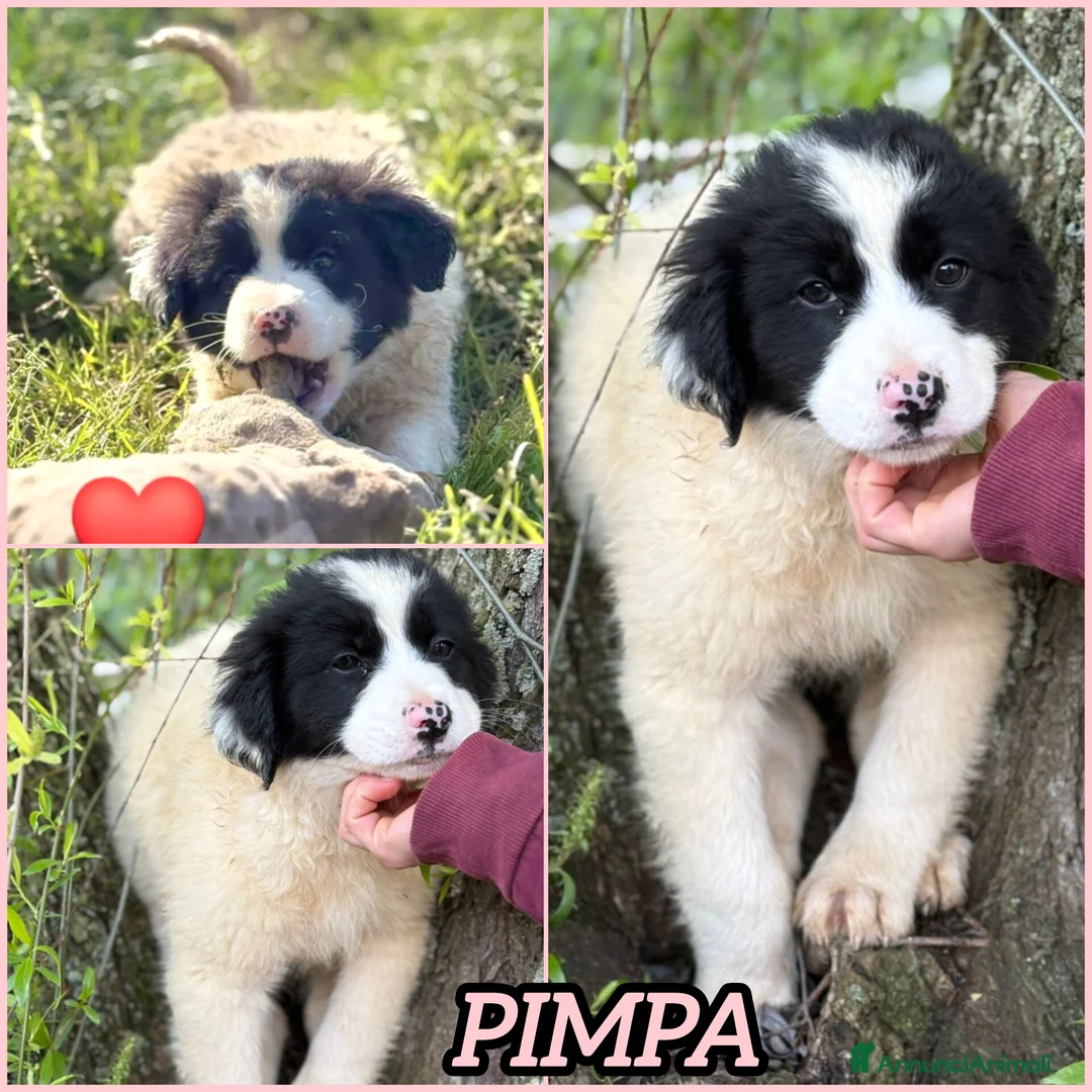 Meticcio cani in regalo: UNA MAMMA PER PIMPA a Provincia di Varese - Annuncio 2