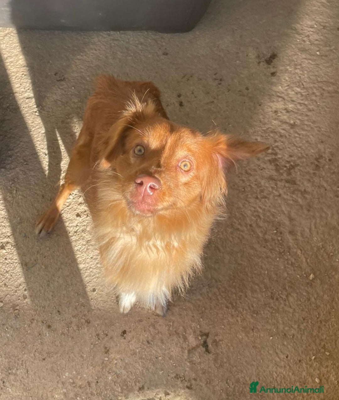 Meticcio cani in regalo: TAGLIE PICCOLE : MEMOLE E CANGU - Annuncio 1