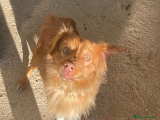 Meticcio cani TAGLIE PICCOLE : MEMOLE E CANGU - Annuncio 1