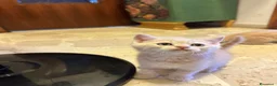 Scottish gatti in vendita: Cuccioli Scottish Straight - Annuncio 12