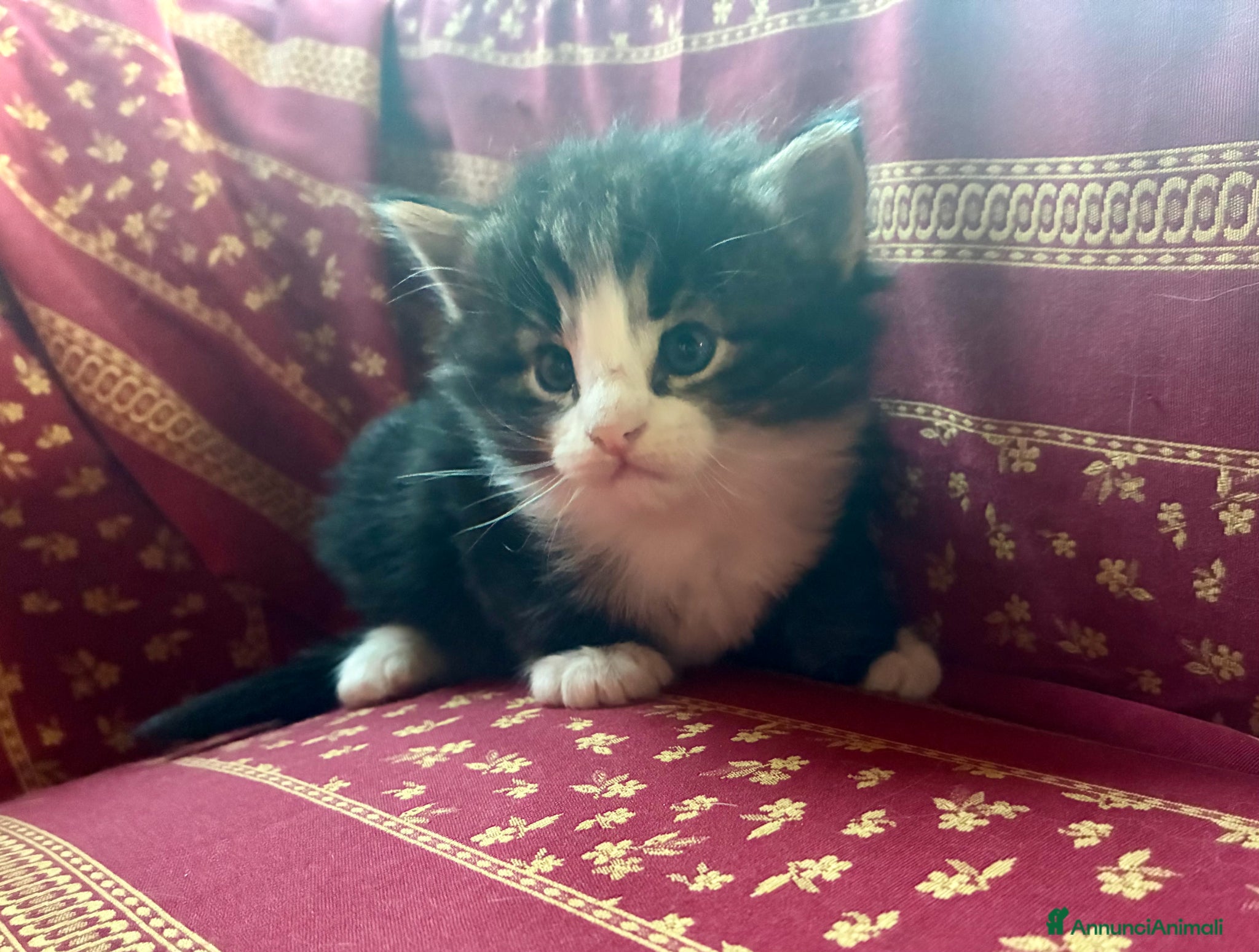 Norvegese gatti cucciolo norvegese delle foreste - Annuncio 1