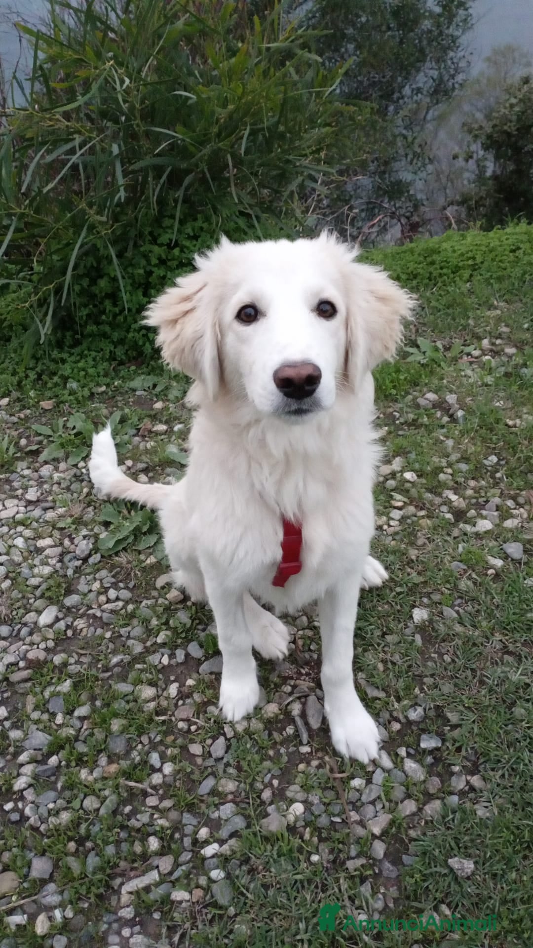 Meticcio cani in regalo: TOBY  - Annuncio 4