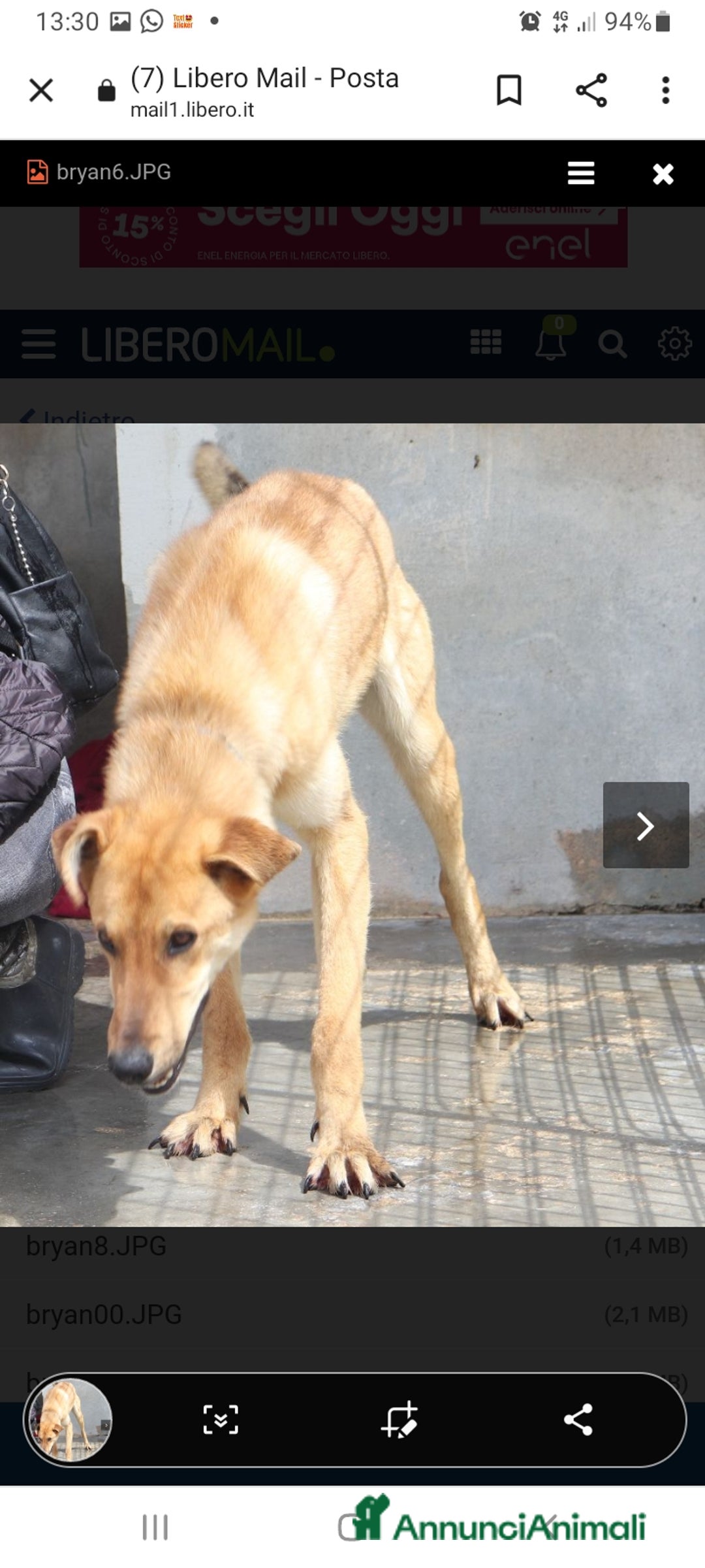 Meticcio cani in regalo: 18mesi tg media portato in canile,piange!PUGLIA a Città Metropolitana di Milano - Annuncio 2