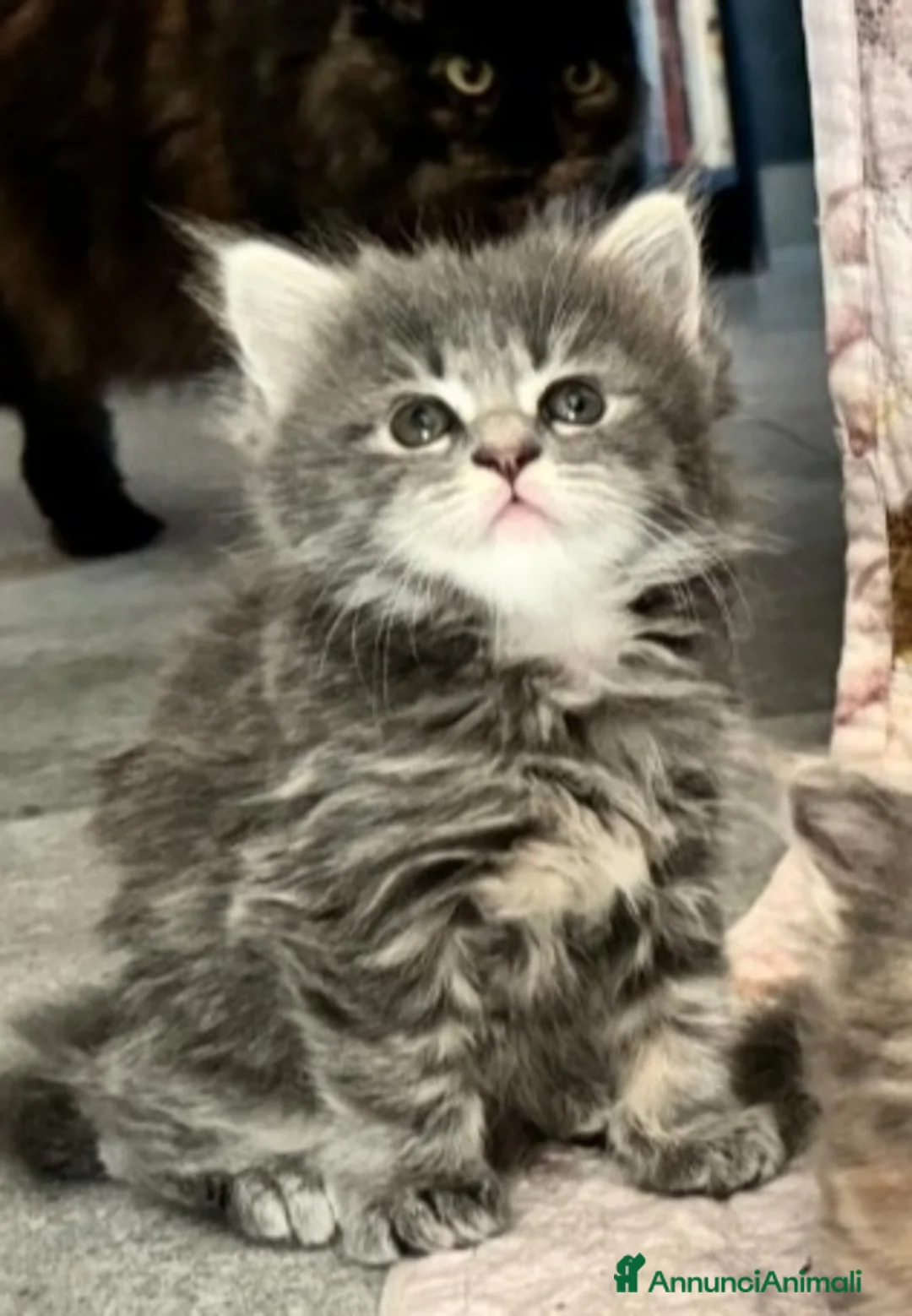 Persiano gatti in vendita:  Vendesi gattina persiana  - Annuncio 1