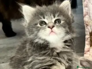 Persiano gatti Vendesi gattina persiana - Annuncio 15