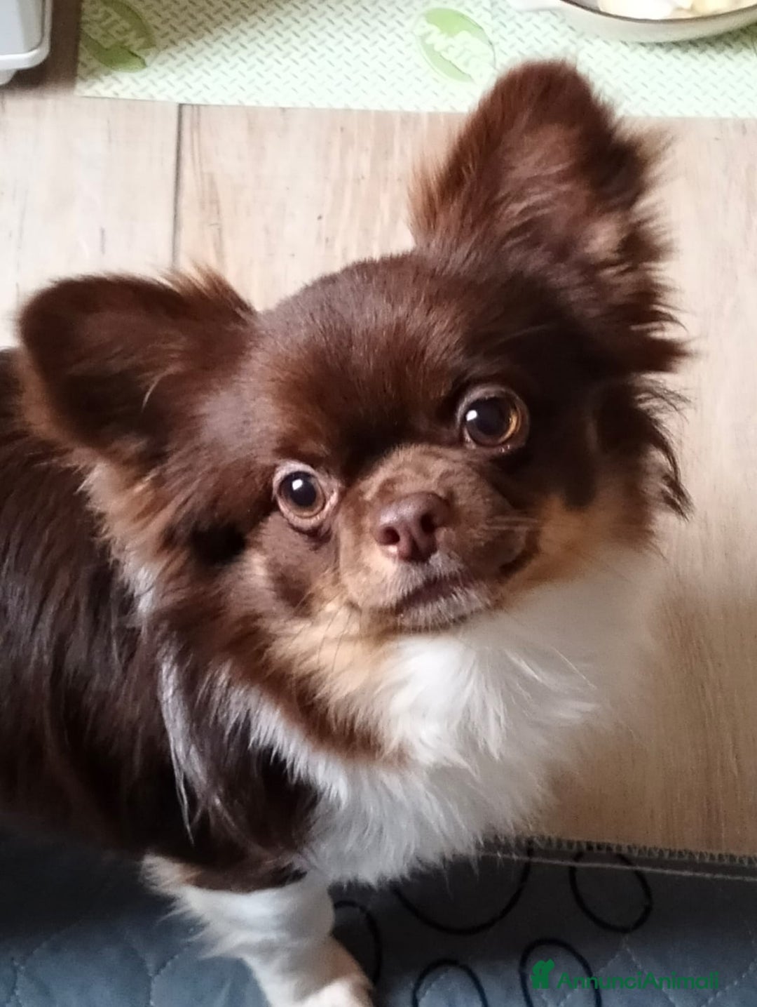 Chihuahua cani in regalo: Regalo due Chihuahua  - Annuncio 2