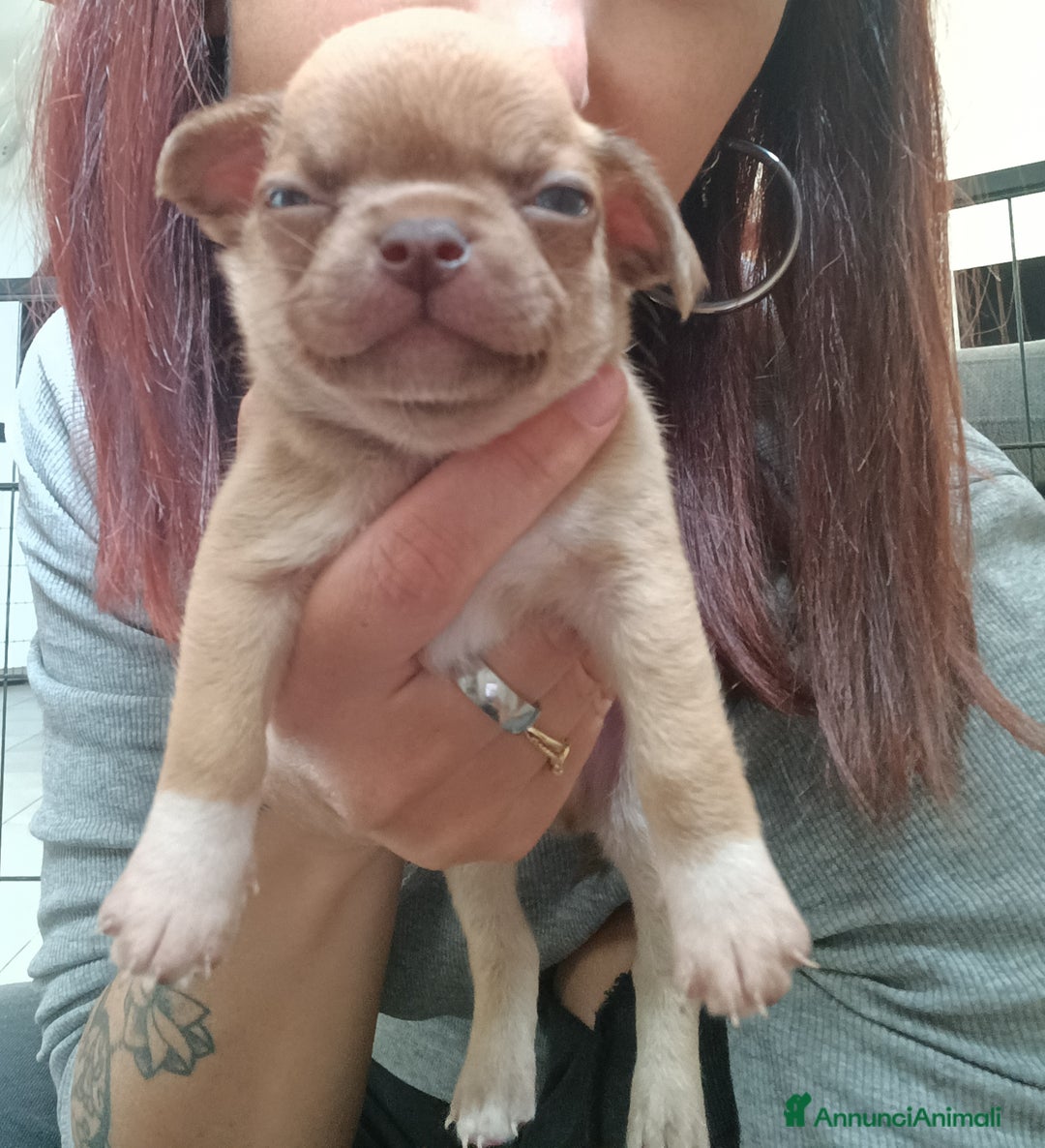 Chihuahua cani in vendita: Cuccioli di chihuahua con pedigree  a Città Metropolitana di Bologna - Immagine 4