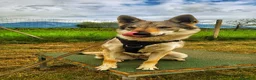 Lupo Cecoslovacco cani in vendita: Lupo Cecoslovacco - Annuncio 4