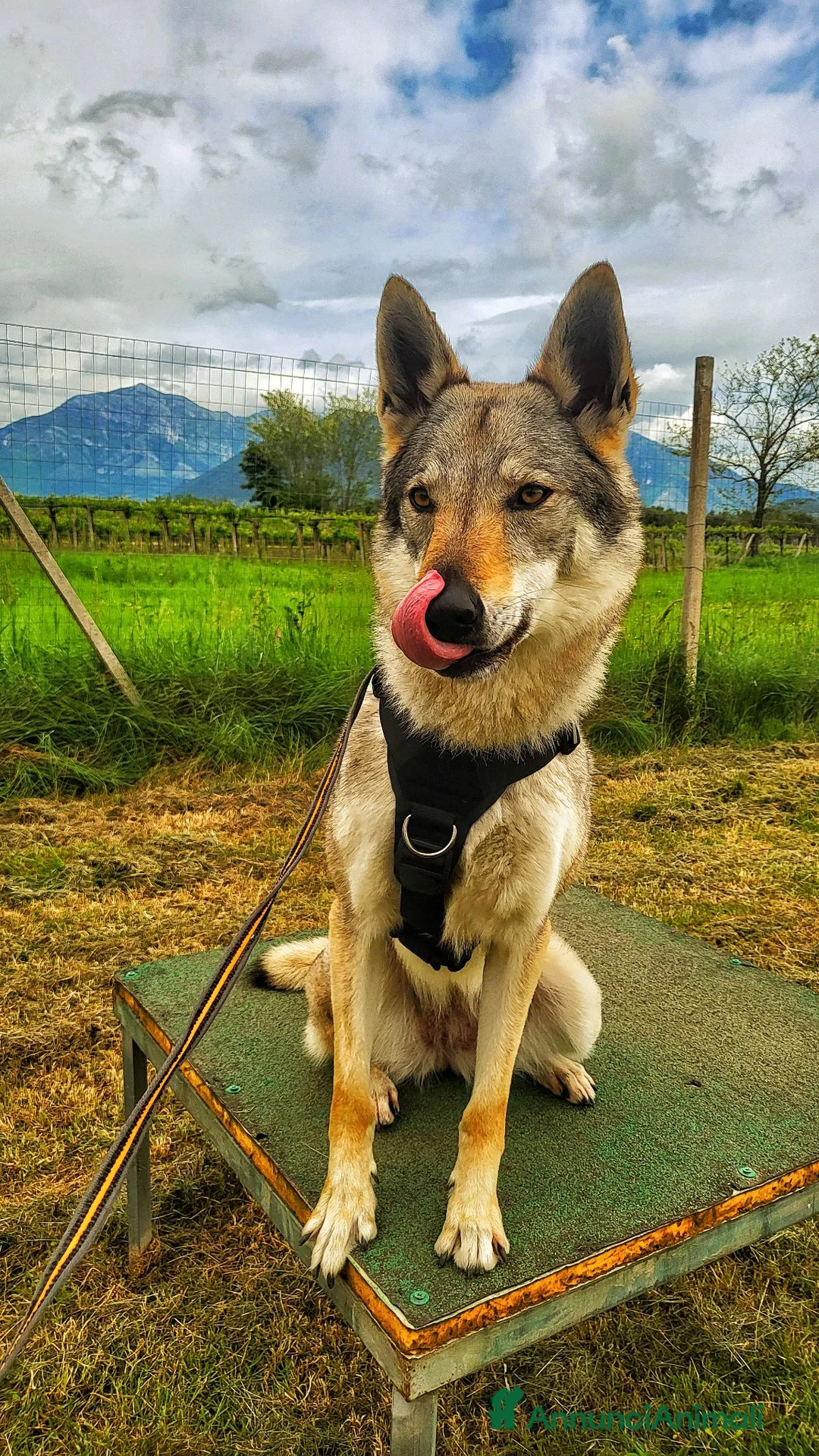 Lupo Cecoslovacco cani in vendita: Lupo Cecoslovacco - Annuncio 4