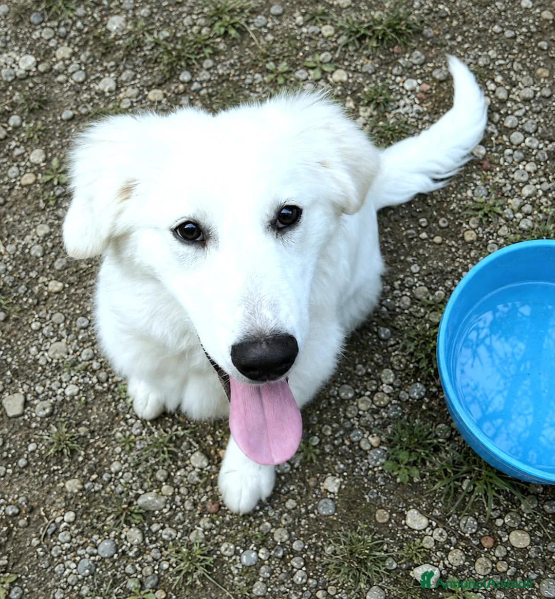 Pastore Abbruzzese Maremmano cani in regalo: BRENNO raggiante cucciolo mix PMA, 5 mesi - Annuncio 10