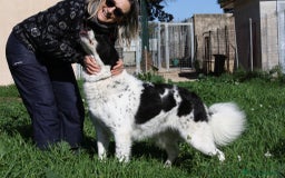 Meticcio cani in regalo: Panda dolce cagnolone in adozione  - Immagine 3