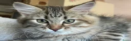 Siberiano gatti in vendita: Gattina siberiana - Annuncio 5