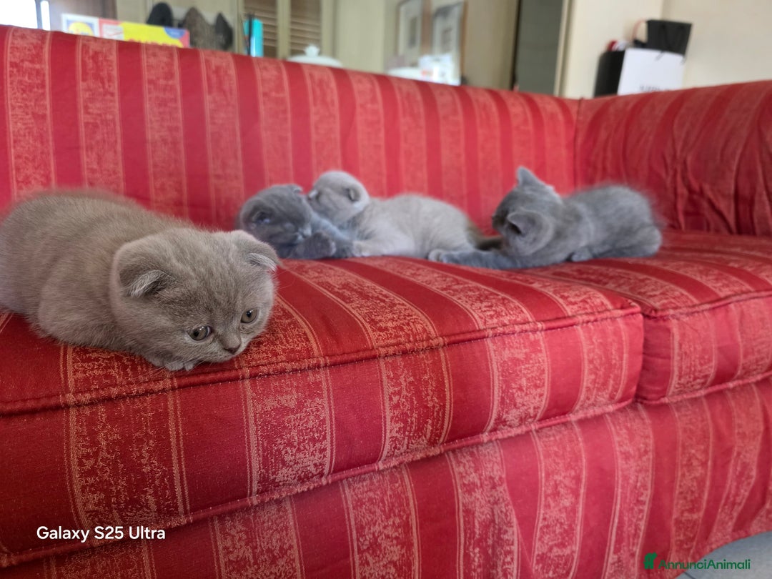 British gatti in vendita: British a Provincia di Biella - Immagine 13
