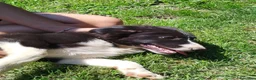Border Collie cani in vendita: Cuccioli border collie  a Provincia di Cuneo - Annuncio 3