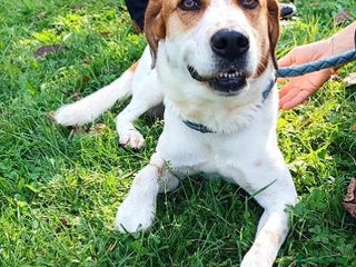 Meticcio cani TOMMY bravo in casa! - Annuncio 12