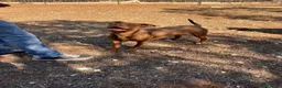 Pitbull cani in regalo: Shakira pitbull ottimo carattere - Annuncio 9